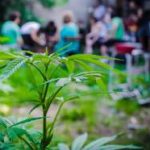 Cultivo de cannabis para principiantes en los huertos de Uruguay