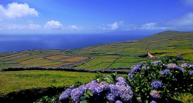 La peligrosa moda de fumar porros de hortensias