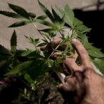 México DF quiere abrir lugares de abastecimiento legal de marihuana