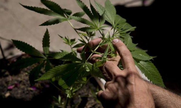 México DF quiere abrir lugares de abastecimiento legal de marihuana