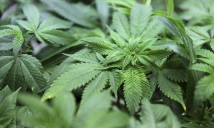 Expertos defienden que los medicamentos con cannabis aprobados por las agencias se prioricen a otras alternativas
