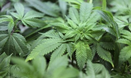 Seis países de la UE expondrán sus planes regulatorios en la subcomisión para legalizar el cannabis medicinal en España