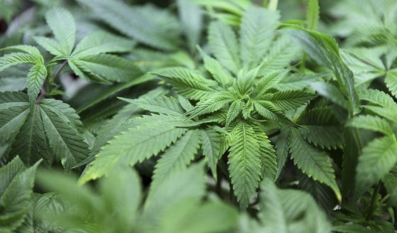 Seis países de la UE expondrán sus planes regulatorios en la subcomisión para legalizar el cannabis medicinal en España