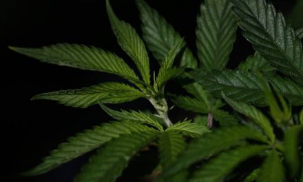 La solución portuguesa al consumo de drogas
