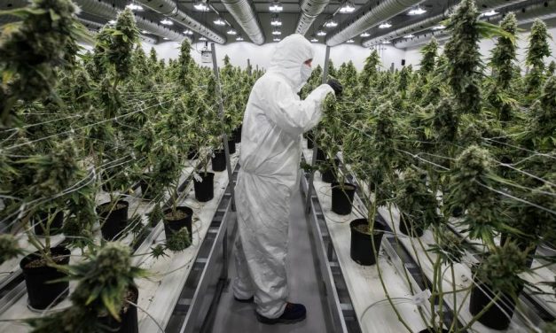 Colorado publica las últimas estadísticas sobre el impacto de la legalización del cannabis