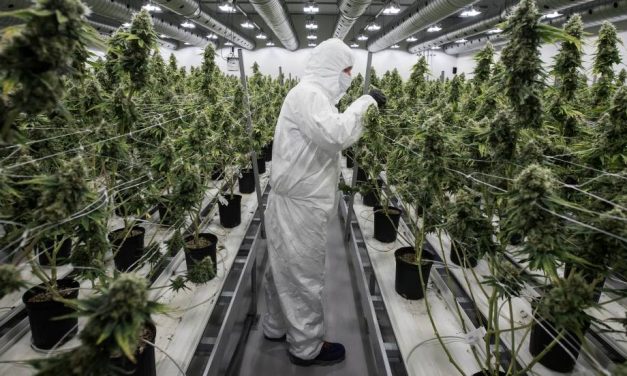 La marihuana cotiza al alza en el Nasdaq