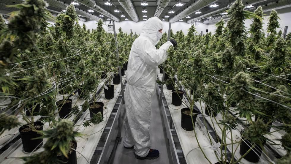 La marihuana cotiza al alza en el Nasdaq