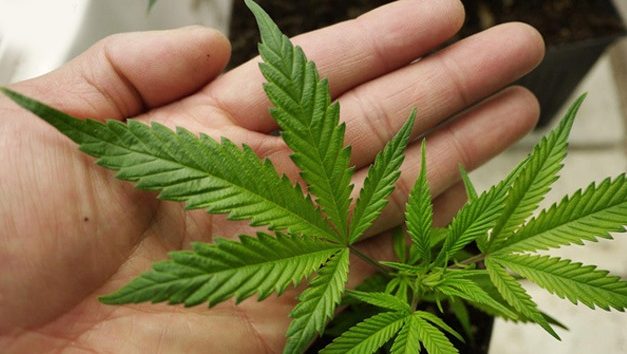 Los consumidores regulares de cannabis requieren una dosis hasta 220% mayor para la sedación en procedimientos médicos
