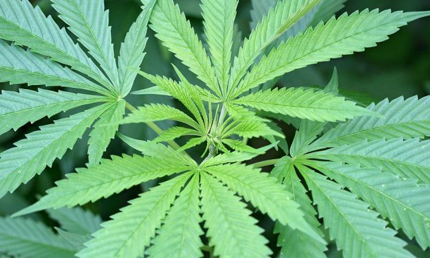 La subcomisión de cannabis medicinal del Congreso se reunirá por primera vez el próximo miércoles