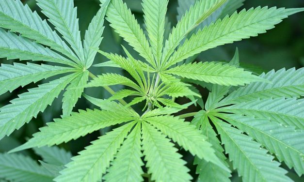 Reino Unido aprueba dos fármacos a base de cannabis para tratar la epilepsia y la esclerosis múltiple