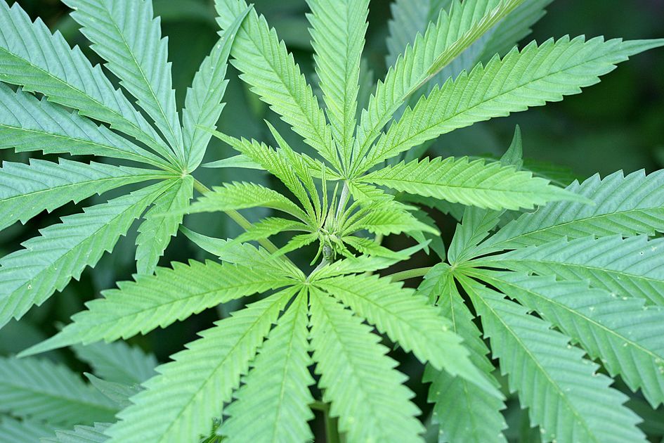 La subcomisión de cannabis medicinal del Congreso se reunirá por primera vez el próximo miércoles