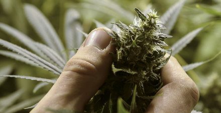 Uruguay firma el decreto que reglamenta la venta de marihuana