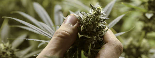 Uruguay firma el decreto que reglamenta la venta de marihuana