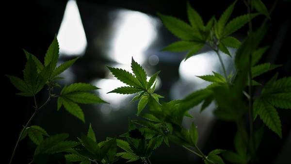 La DEA mantiene a la marihuana en la lista de drogas peligrosas