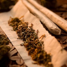 “La planta prohibida”: muestra en Uruguay recorre la historia de la marihuana