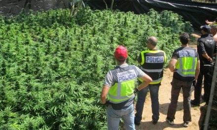 El multimillonario negocio de la marihuana invisible