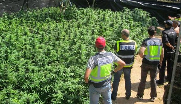 El consumo de marihuana se mantiene en España pese a la ofensiva policial contra el aumento del cultivo