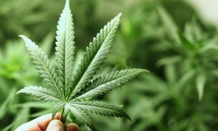 Efectos de la marihuana: el cerebro se reduce de tamaño, pero trabaja más rápido
