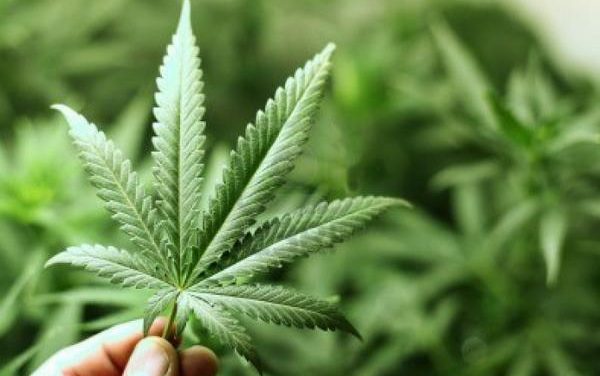 Un estudio apunta que el cannabis «mejora la calidad de vida en la cárcel y permite reducir la medicalización»