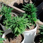 Legalización de cannabis divide a los médicos uruguayos