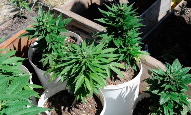Alemania prevé legalizar el cultivo doméstico de cannabis a partir del 1 de abril de 2024