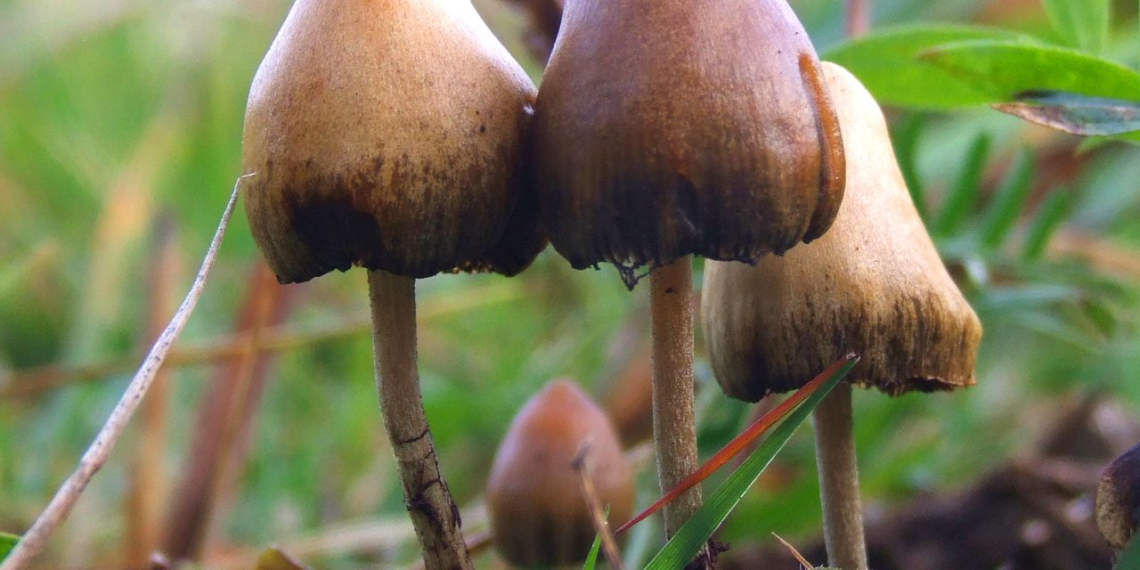 El uso de hongos alucinógenos en el manejo de la salud mental de los pacientes con el VIH de edad avanzada