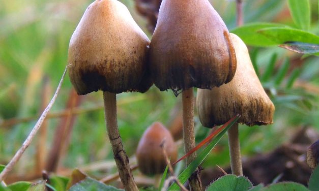 El uso de hongos alucinógenos en el manejo de la salud mental de los pacientes con el VIH de edad avanzada