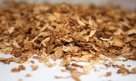 Las drogas de los antiguos mayas iban mucho más allá del tabaco