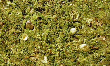 Desde hoy New York comenzará a vender marihuana para fines médico