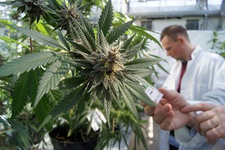 Bruselas propone prohibir 7 nuevas drogas de diseño, entre ellas la ‘Spice’ y la ‘hierba legal’