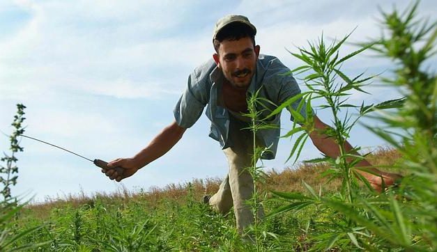Los estragos ecológicos que está causando el cultivo de cannabis en Marruecos