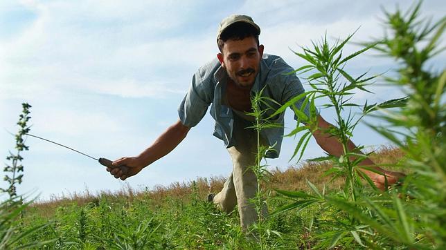 Los estragos ecológicos que está causando el cultivo de cannabis en Marruecos