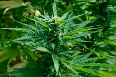 La gran tabacalera de EE UU toma posiciones en el negocio del cannabis