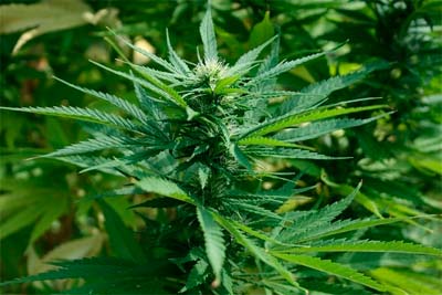 El Congreso crea una Subcomisión que estudiará el uso terapéutico del cannabis