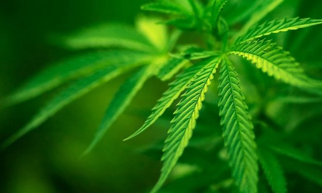 Socidrogalcohol presenta una Guía Clínica de Cannabis con el apoyo del Plan Nacional sobre Drogas