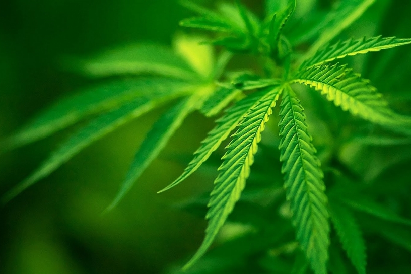 Medicamentos derivados de la marihuana podrán ser vendidos en farmacias