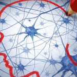 cerebro neuronas