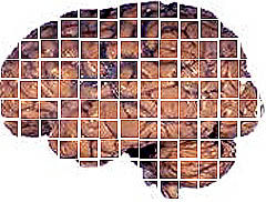 La cocaína desestructura el cerebro