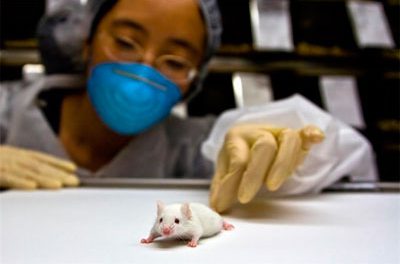 Crean ratones que resisten la tentación de la cocaína