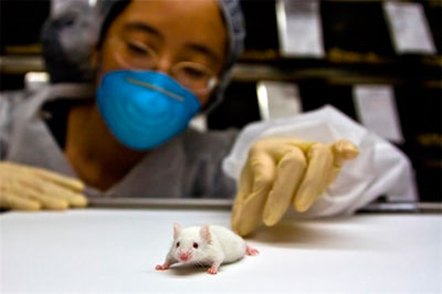Crean ratones que resisten la tentación de la cocaína