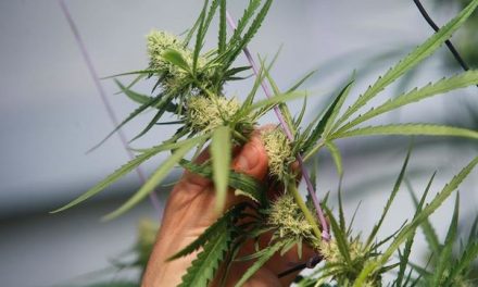 Tailandia legaliza la marihuana con fines medicinales y de investigación