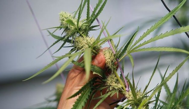 La Haya será la primera ciudad holandesa en prohibir el consumo de marihuana en su centro