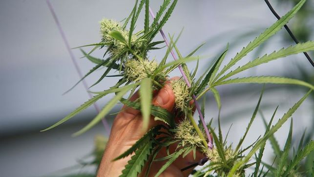¿Cómo puede contribuir el cannabis a los objetivos del desarrollo sostenible?