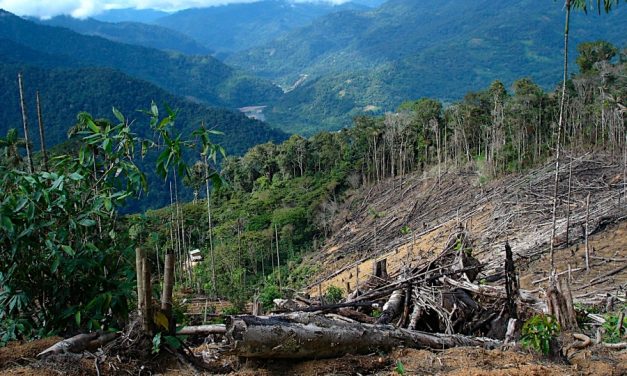 La ONU reconoce por primera vez al narcotráfico como amenaza ecológica