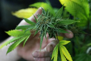 Alertan sobre los efectos de la legalización de drogas