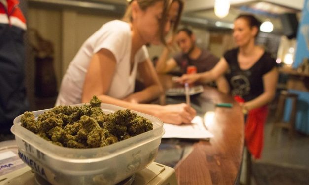 Usos y hábitos de los usuarios en los Clubes Sociales de Cannabis