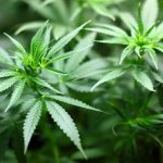 marihuana cannabis