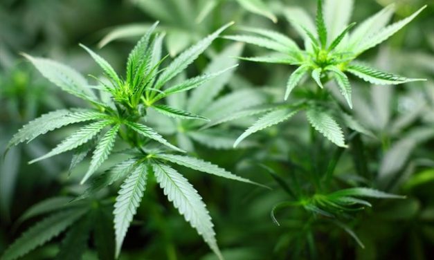 Cerca del 60% de las licencias para cultivar cannabis medicinal en España está en manos de capital extranjero