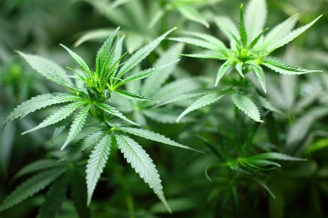 Consumir un poco de marihuana puede cambiar el cerebro de un adolescente, según un estudio