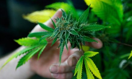 California, Massachussets y Nevada legalizan la marihuana recreativa
